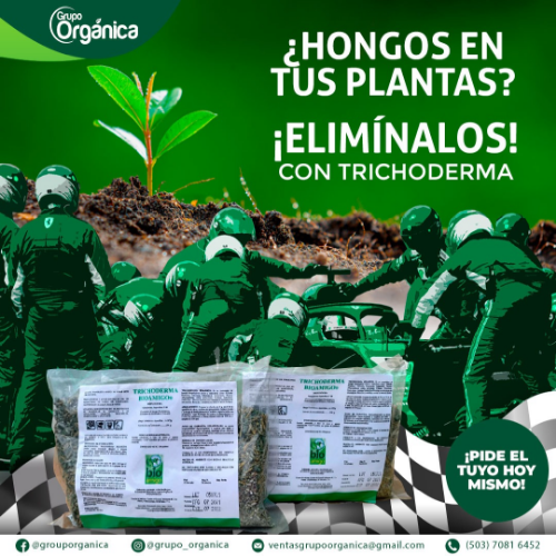 HONGO TRICHODERMA ASP. T90