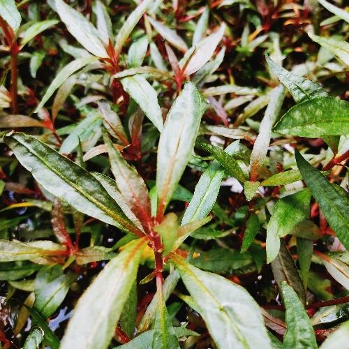 Alternanthera Reineckii 
