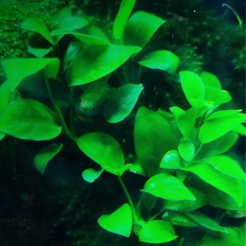 Anubias barteri nana
