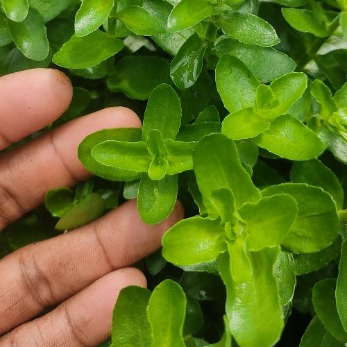 Bacopa Caroliniana