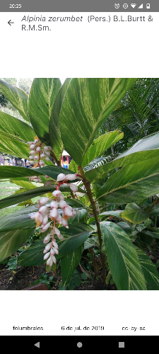 Alpinia zerumbet 