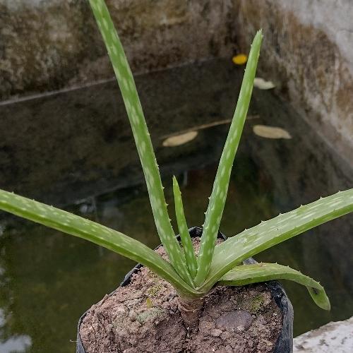 Aloe vera, sabila