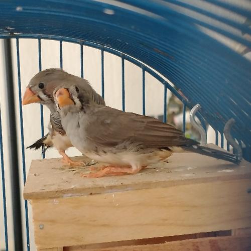 Cabritas ♂️♀️