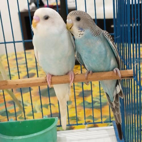 Australiano ♂️ diluido azul (derecha)