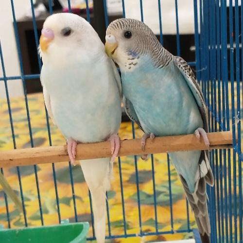 Australiano ♀️ clásica azul (derecha)