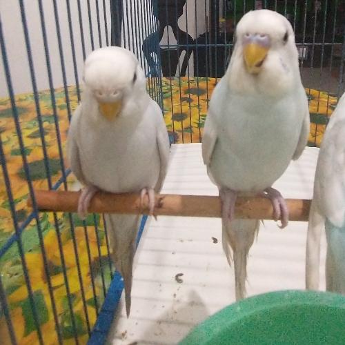 Australiano ♂️ diluido azul