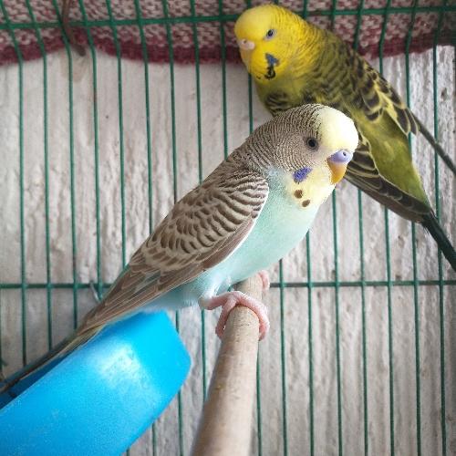 Australiano ♂️ rostral