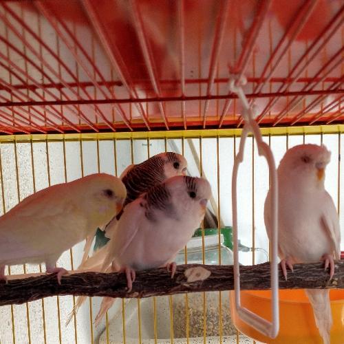 Australianos ♂️♀️