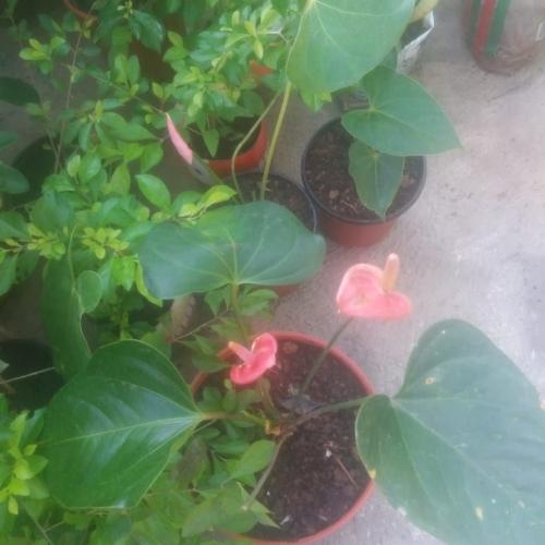 Anturios rojos 6.00