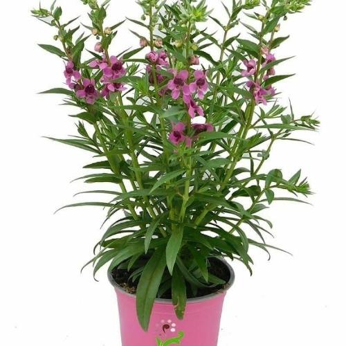 Angelonias 6.00