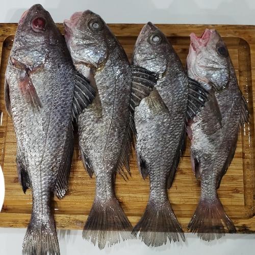 Pargo Blanco o Viejita