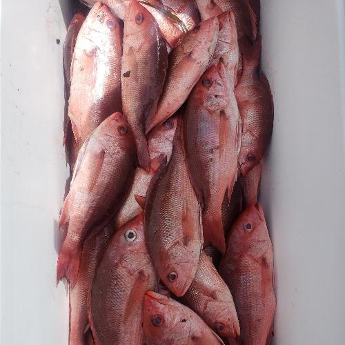 Pargo Seda 0 - 1/2