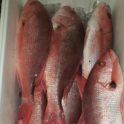 Pargo Seda 4-Up