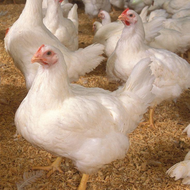 Gallina Ponedora 14 semanas