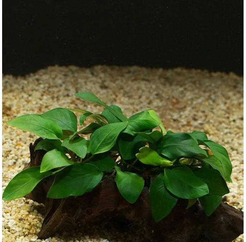 Anubias mixta