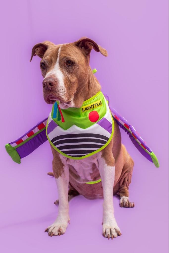 Buzz