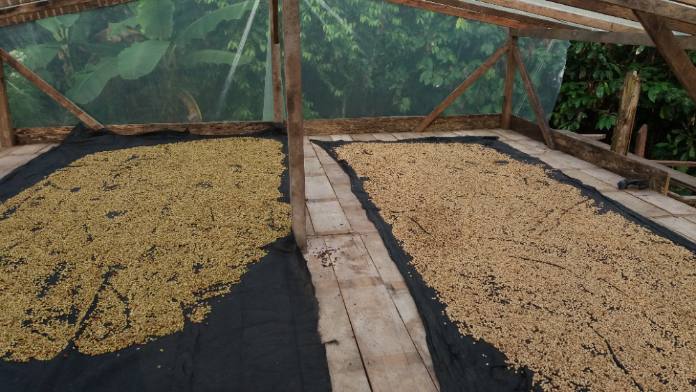 Miniatura 3 de CAFE TOSTADO EN GRANO 450gm