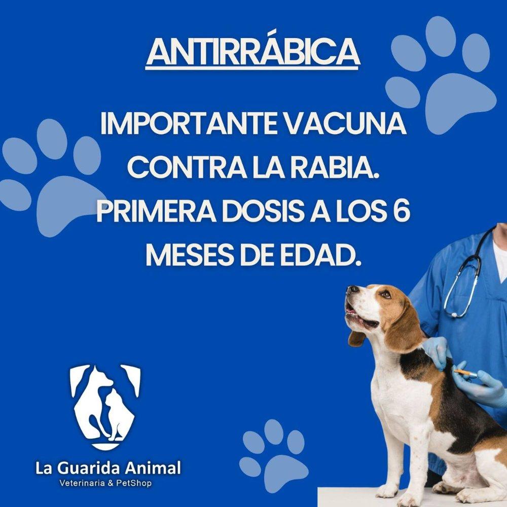 Antirrábica