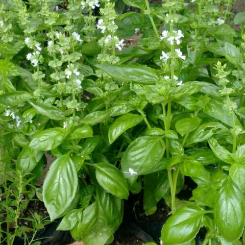 Albahaca italiana planta