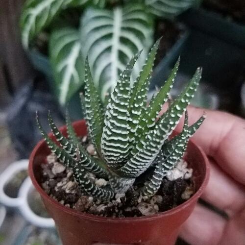 Aloe cebra