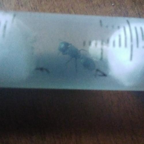 Cephalotes ( hormiga tortuga)