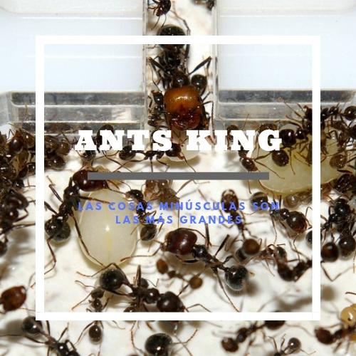 Ants king