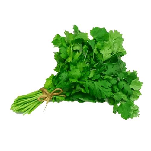 Culantro