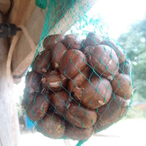 Castañas 
