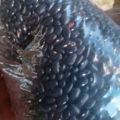 Frijol negro