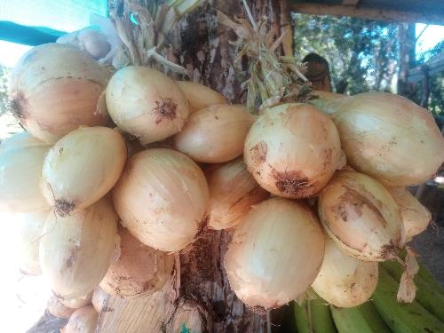 Cebolla Primera x kilo.