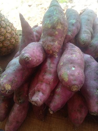 Camote