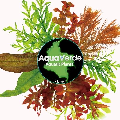Aquaverde aquatic plants