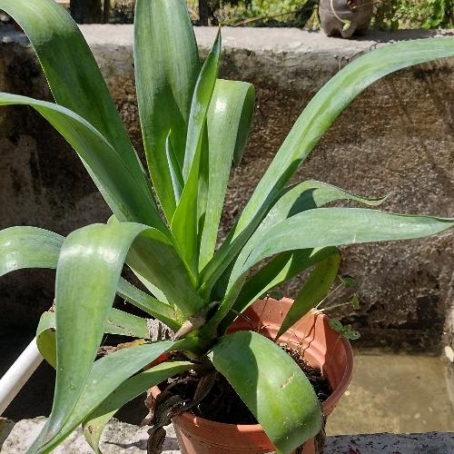Agave o maguey de dragón