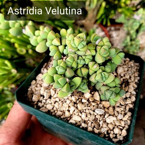 Astridia Velutina