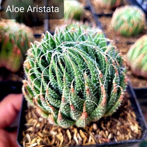 Aloe Arista