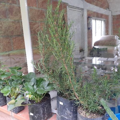 Almacen agropecuaria "la Orquídea"