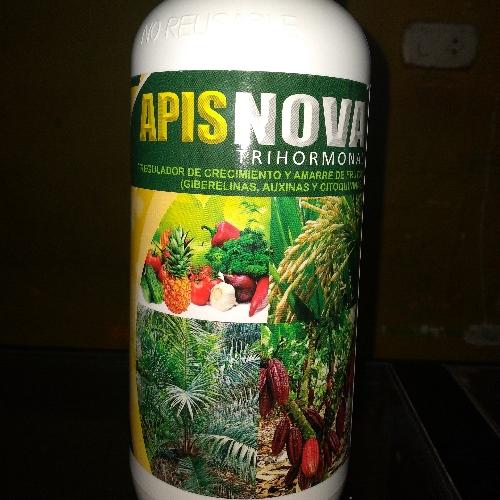 Apis Nova