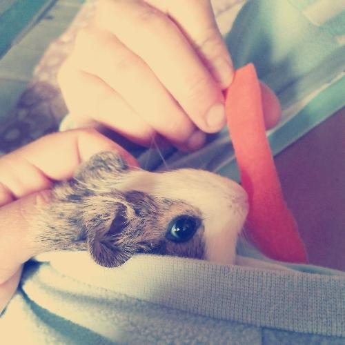 Baby Cobayo 