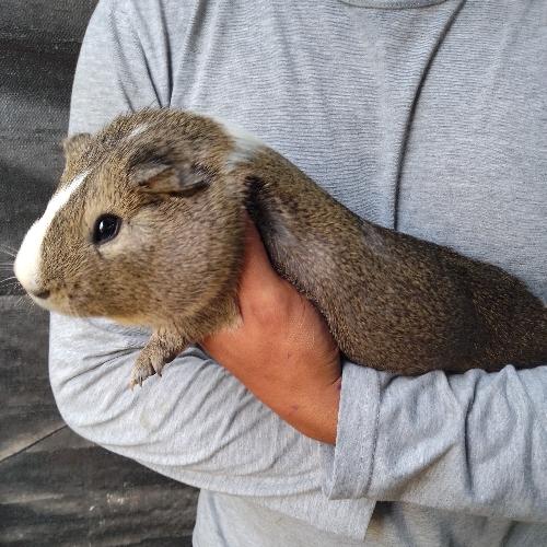 Padrillo