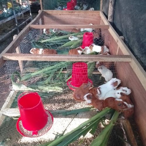 Cuy - Gazapo de destete.