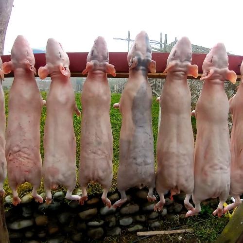 Carne de cuy