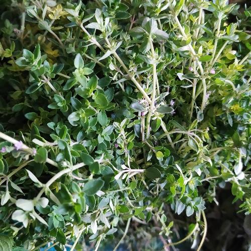 Plantas medicinales tlaloc