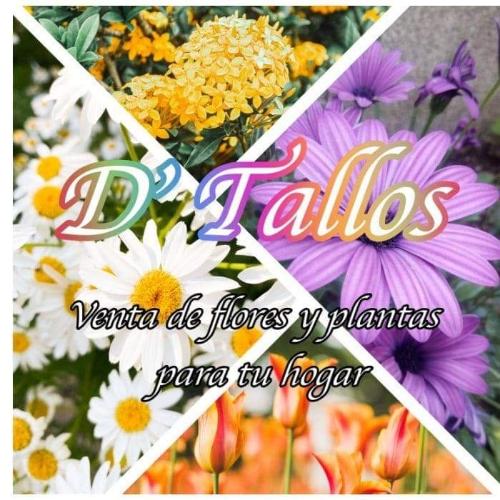 Venta de Plantas D'Tallos