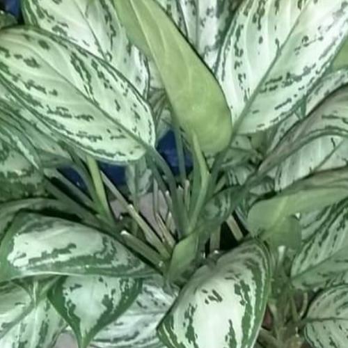 Agloenema #1  $10.00