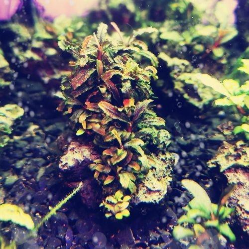 aquatic plant