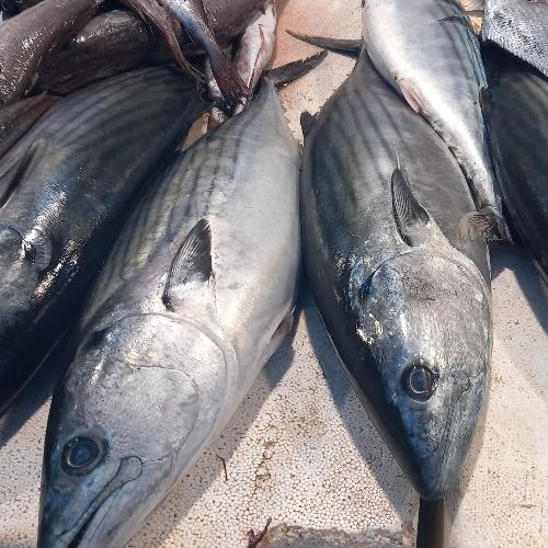 Bonito