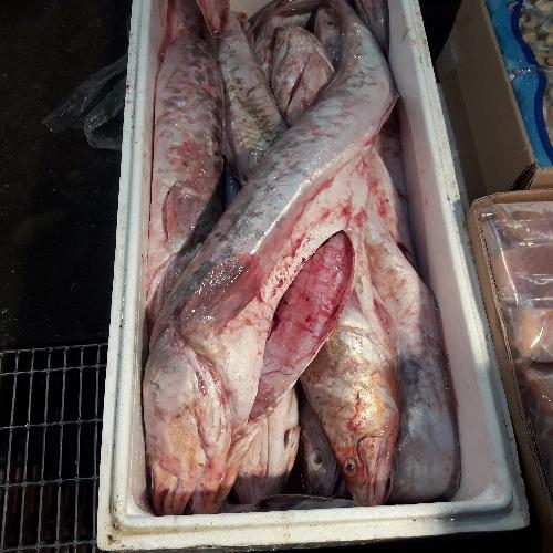 congrio dorado entero