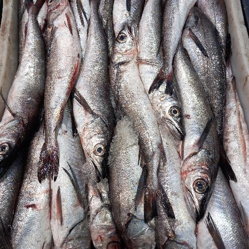 Caja de pescada entera/ fileteada