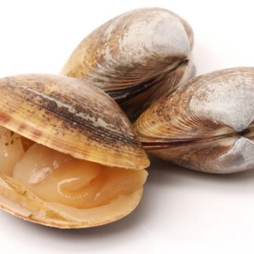 almejas frescas