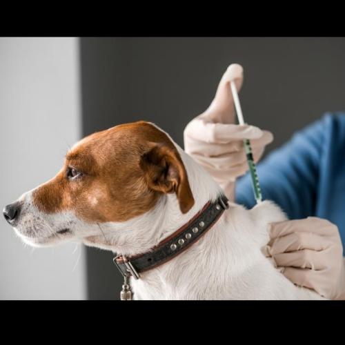 Aplicación de Medicamento Inyectado 